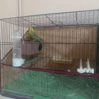 جفت مرغ عشق با قفس|پرنده|اردبیل, |دیوار