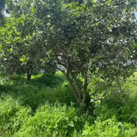 خونه کلنگی ۱۸۰ متری/فروش فوری/قیمت کل..|فروش خانه و ویلا|نور, |دیوار