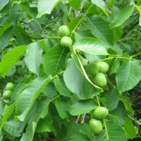 خرید و فروش گردو بالاترین نرخ بازار