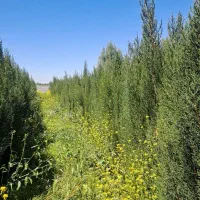 سرو ناز شیراز