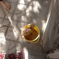 گربه مفقود شده
