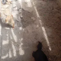 چهار سگ با نژاد های مختلف به فروش میرسد