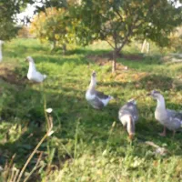 پنچ عدد قو غاز  سفید و خاکستری نرو ماده|حیوانات مزرعه|ارومیه, |دیوار