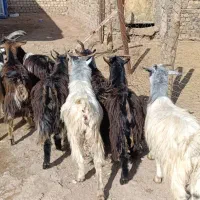 بزغاله فروشی چاق خمیر|حیوانات مزرعه|کرج, شهرک بنفشه|دیوار