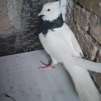 ۲ عدد کبوتر طوقی سیاه جفت