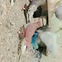 کبوتررنگی قزوینی