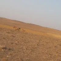 فروش مادیان ۵ساله دره شوری شناسنامه دار|اسب و تجهیزات اسب‌سواری|شیراز, حومه شیراز|دیوار