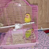 یک جفت کوتوله