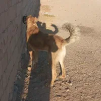 سلام یک عدد کوچ ۱۰ماهه سرابی