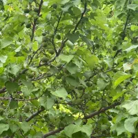 فروش باغ یک هکتاری|فروش خانه و ویلا|آباده, |دیوار