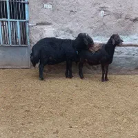 قوچ قزل افشار