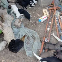 سگ فروشی|سگ|دوگنبدان, |دیوار