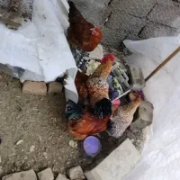 مرغ و خروس محلی|حیوانات مزرعه|سردشت, |دیوار