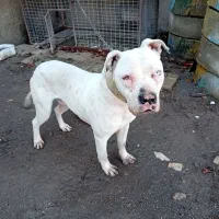 داگو آرژانتینی نر|سگ|بروجرد, |دیوار