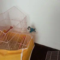 یک طوطی برزیلی فیشر دستی