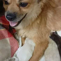 حیوانات خانگی