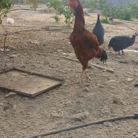 خروس لاری افغان|حیوانات مزرعه|بلوک, |دیوار