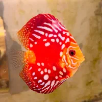 سالن تخصصی پرورش ماهی دیسکس بابیشترین تنوع- فلاورA