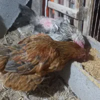 تیرچه مهندسی ۶متری مرغ|حراج|سراب, |دیوار