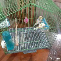 قناری سرامیکی