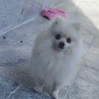 پامرانین نر