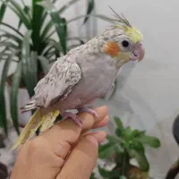 عروس مرواریدی|پرنده|قم, پردیسان|دیوار