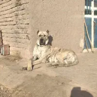 این سگ گمشده  در محدوده شیرگ و سارجین