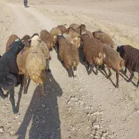 20راس بره نر و ماده