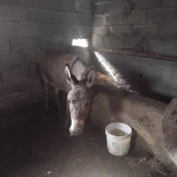 الاغ جوان سال ۵
