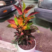 گل افروبیا اره فقط 300|گل و گیاه طبیعی|اصفهان, سرچشمه|دیوار