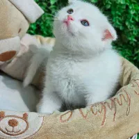 توله کت