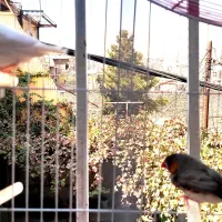 یک جفت فنچ راه راه یا فنچ زبرا Zebra Finch