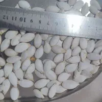 کدو