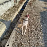 واگذاری سگ پیتبول فی ۱۰|سگ|کرج, کمالشهر|دیوار