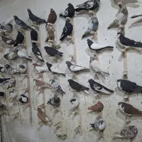 حراج کبوتر یا کفتر بهبهانی پلاکی شهری