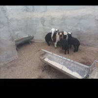 بره|حیوانات مزرعه|سلامی, |دیوار