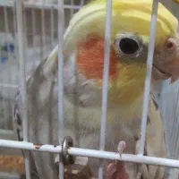 عروس هلندی نر|پرنده|مبارکه, |دیوار