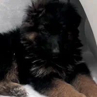 توله ژرمن سه ماهه