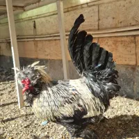 مرغ و خروس سلطان