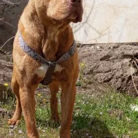 سگ پیتبول نر