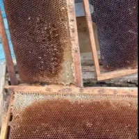 پوکه موم زنبورعسل