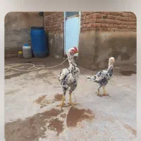 یک خروس لاری اصل با مرغ|حیوانات مزرعه|بناب, |دیوار