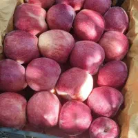 سیب درجه مردق