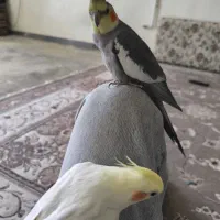 یک جفت عروس هلندی مولدوسالم|پرنده|نورآباد, |دیوار