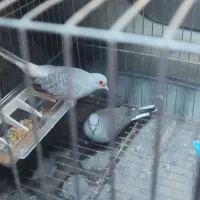 کبوتر الماسی