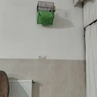 دو عدد سهره نر دورگ کرمانی مست