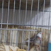 چهار جفت مرغ عشق و یه جفت فنچ ۱۸۰ دونه ای