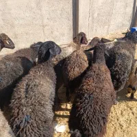 فروش گوسفند های ۵۰ کیلویی|حیوانات مزرعه|کرج, فاز ۲ مهرشهر|دیوار