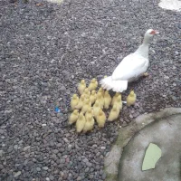 جوجه اردک اسرائیلی سفید