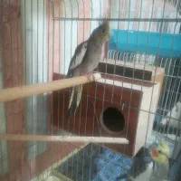 عروس هلندی جفت|پرنده|ارومیه, |دیوار